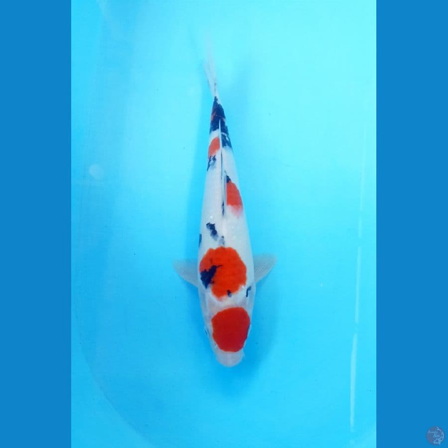 Maruten sanke 31cm male