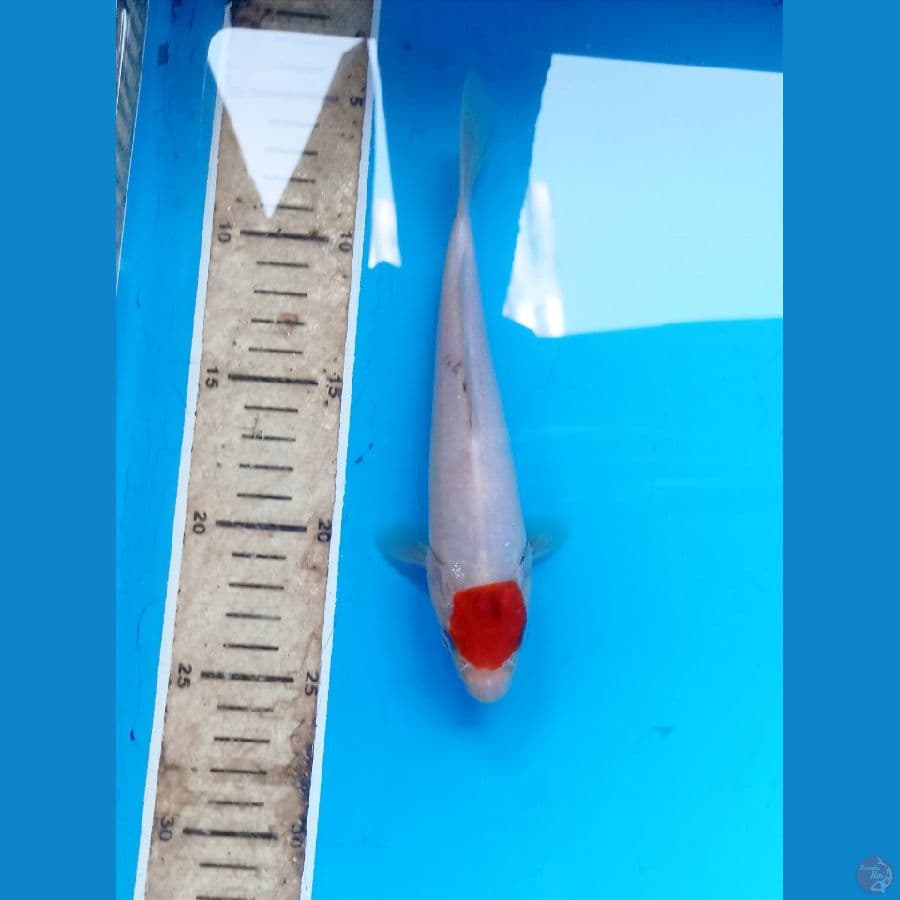 Tancho 20cm