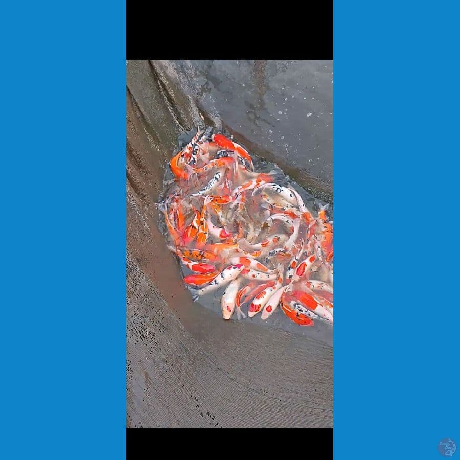 120 ekor 25 35 cm