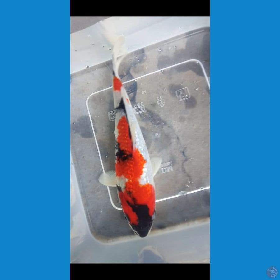 showa ginrin 17cm