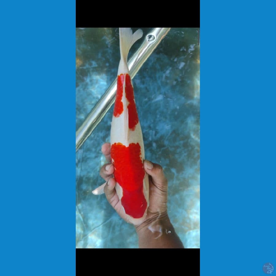 Kohaku SQ merah strong 36 cm