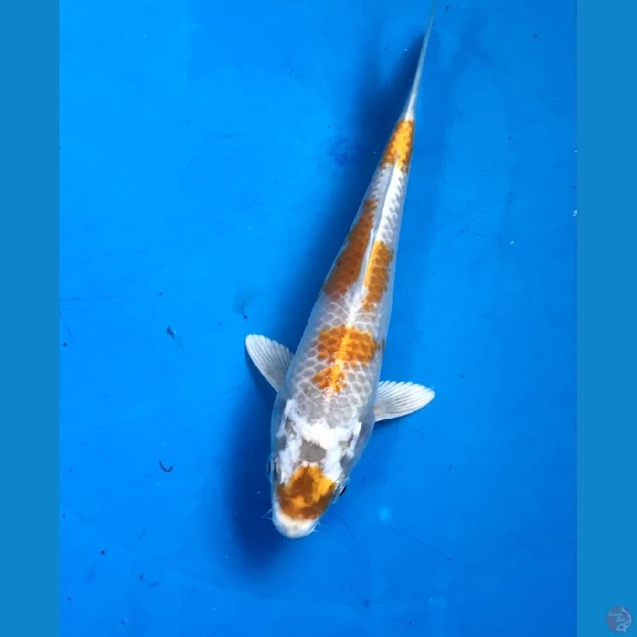 hariwake 15cm