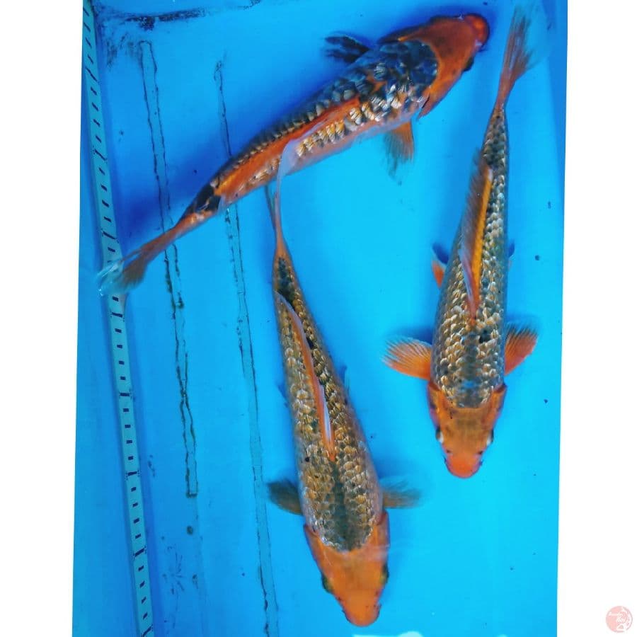 GINRIN ANTIK 30-31 CM