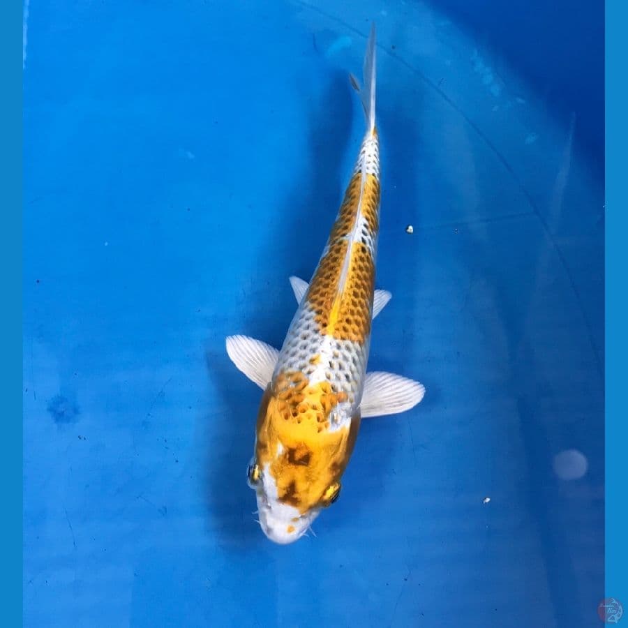 kujaku 20cm
