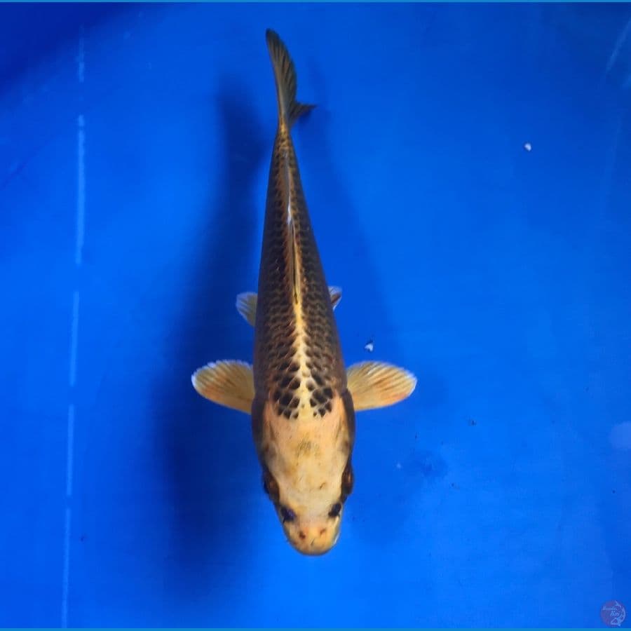 kin matsuba 20cm