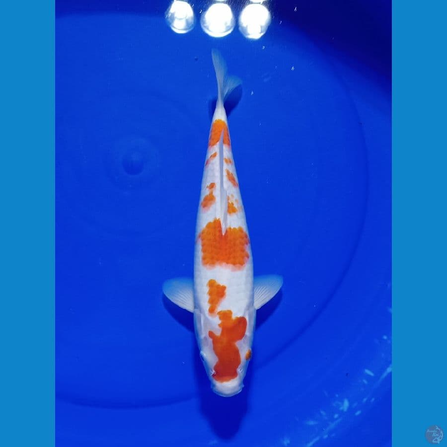 KOHAU SAKURA 28 CM