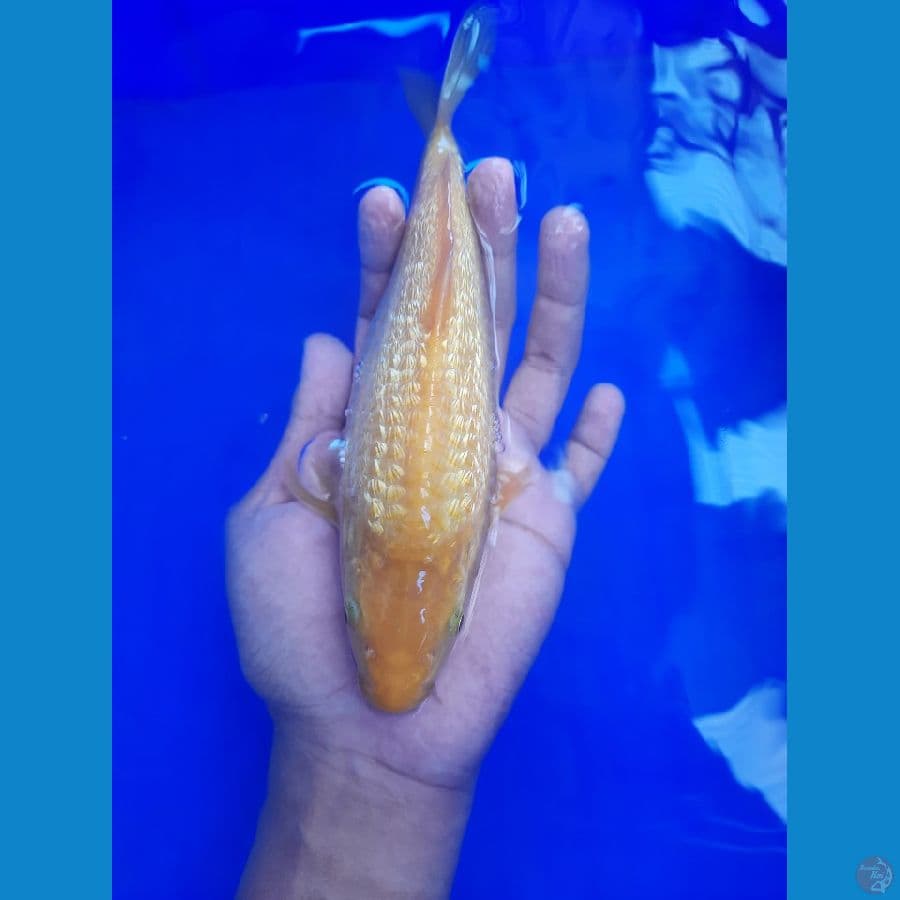 22cm