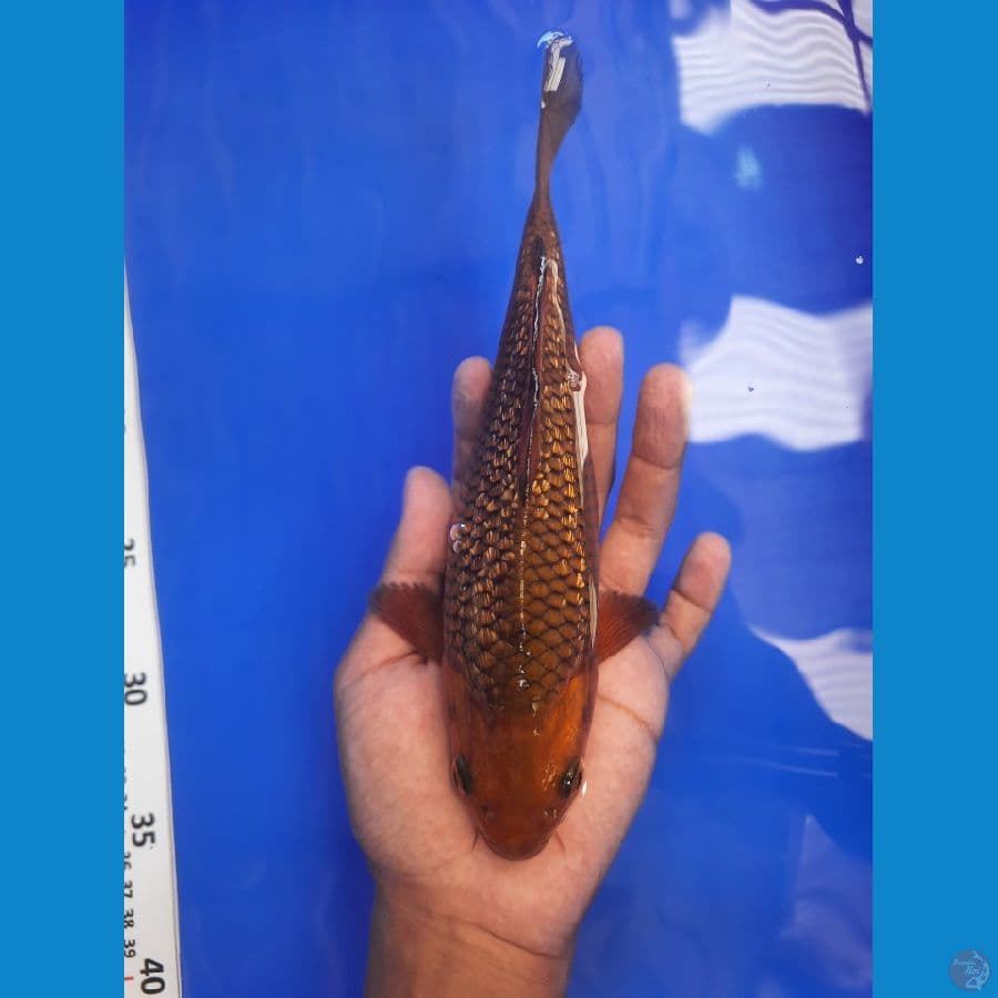 22cm
