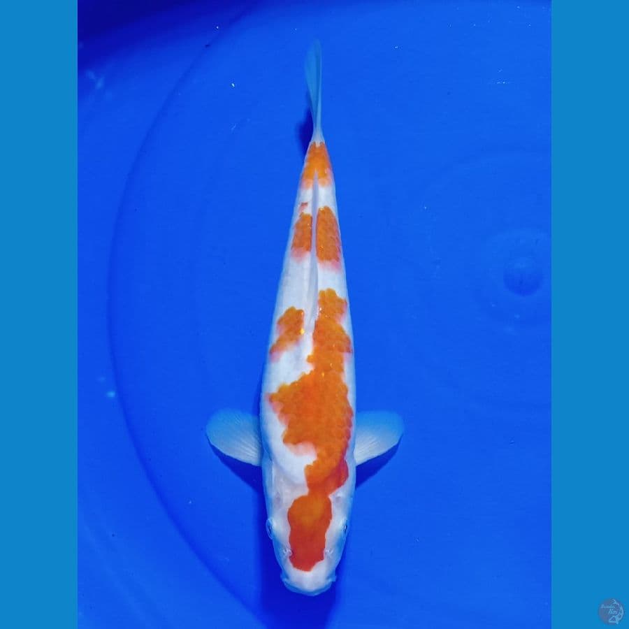 KOHAKU 25 CM