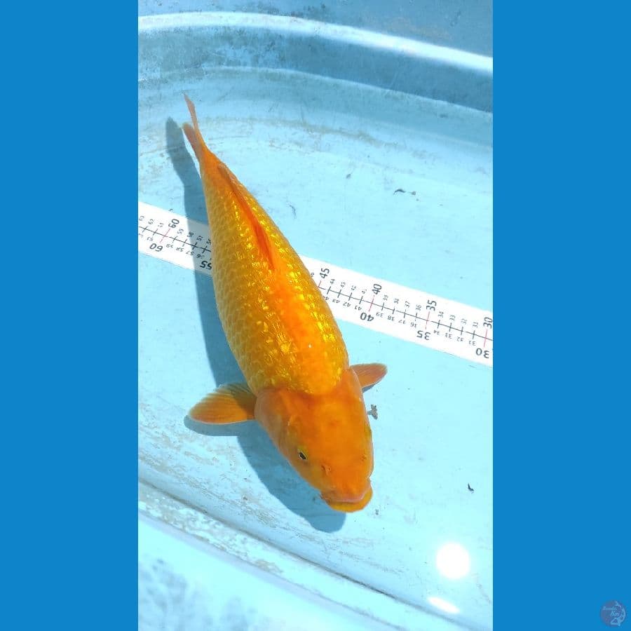 Karashi Ginrin padat 42 cm