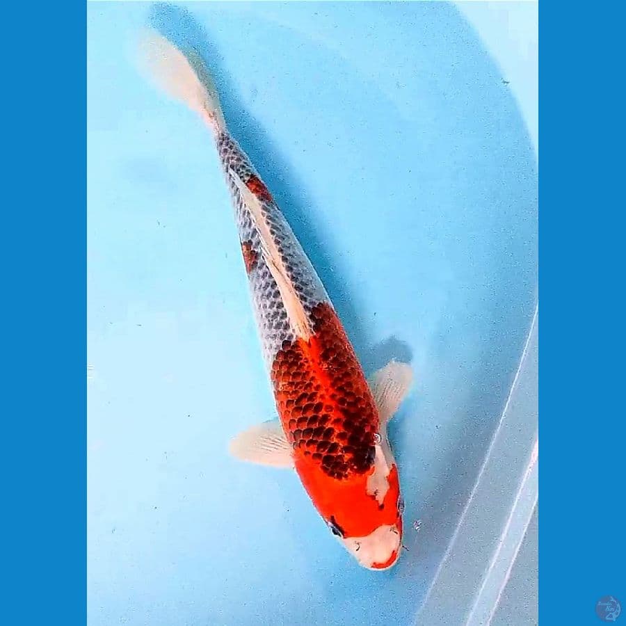 40 cm jumbo goshiki