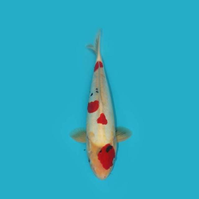 DOITSU SHOWA PEJANTAN 38 CM