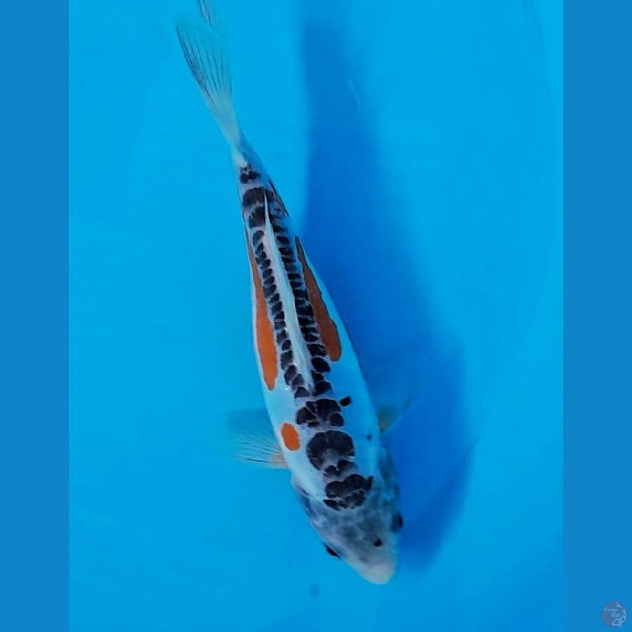 SHUSUI (21CM)