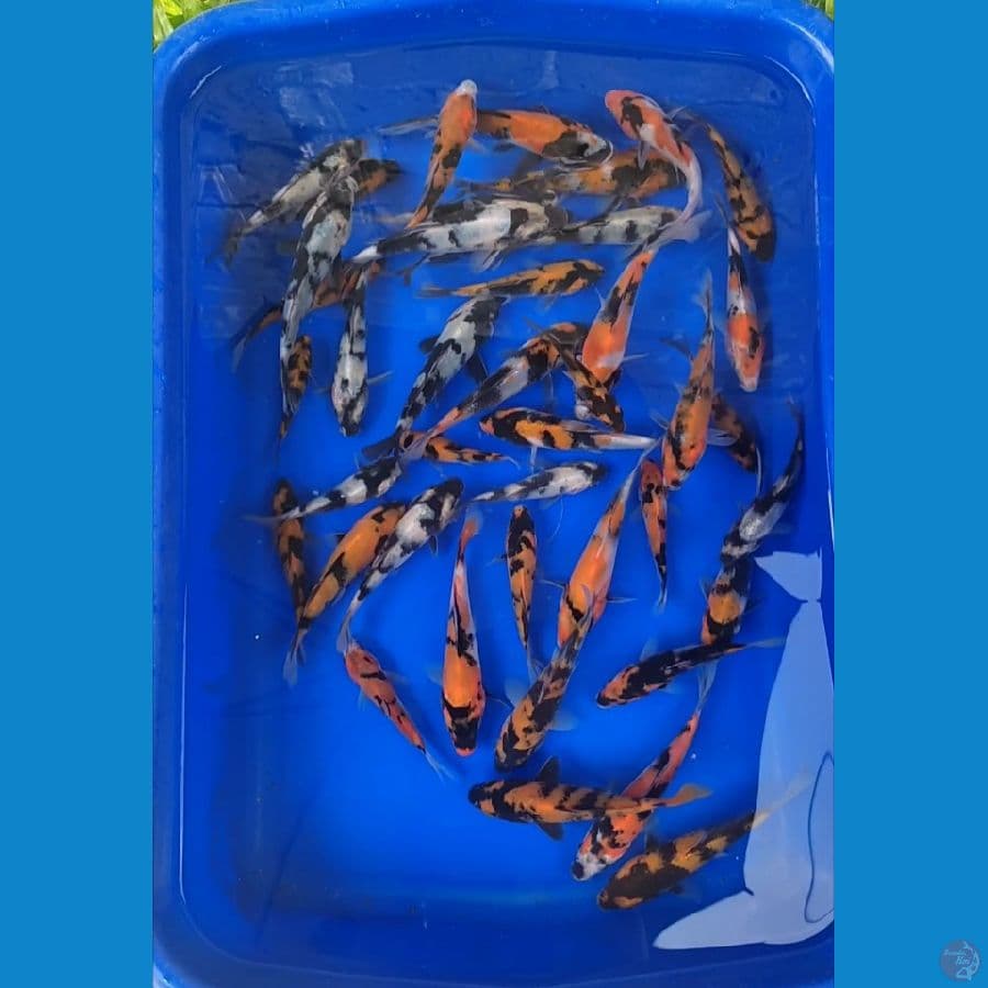 Showa Hiu Shiro Grade 8-15cm 40 Pcs