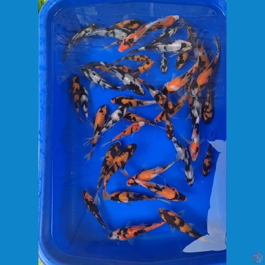 Showa Hiu Shiro Grade 8-15cm 40 Pcs