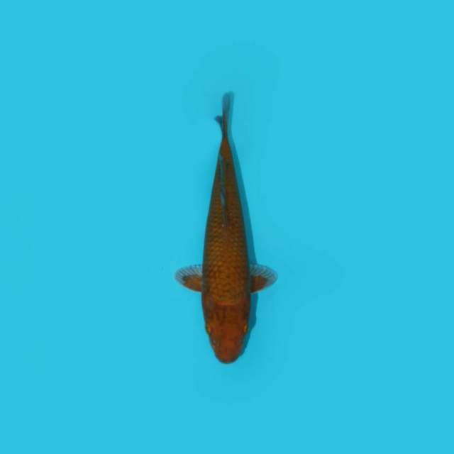 CHAGOI 21 CM
