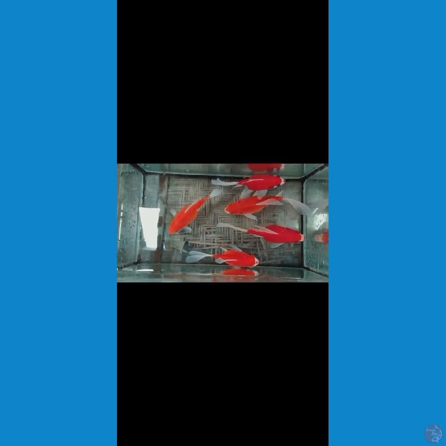 tamasaba size : 13 18 cm