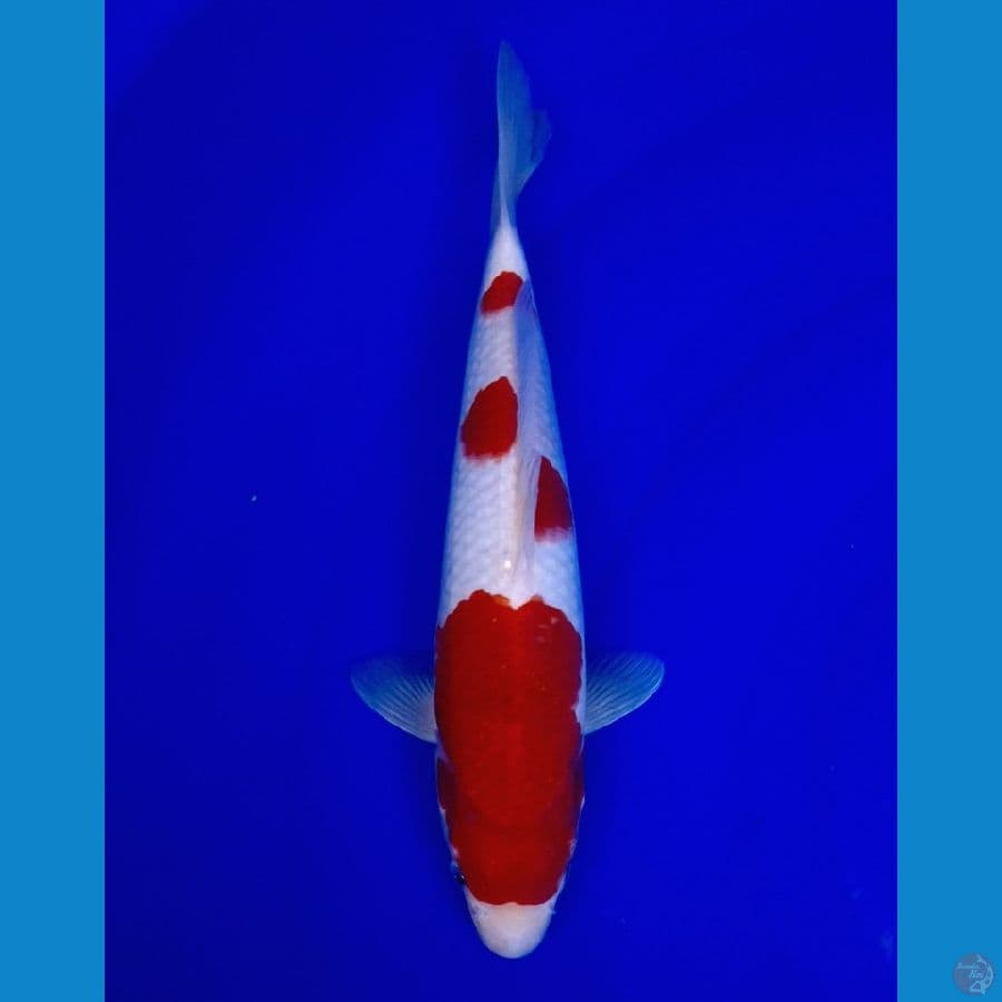 kohaku halus 31cm male