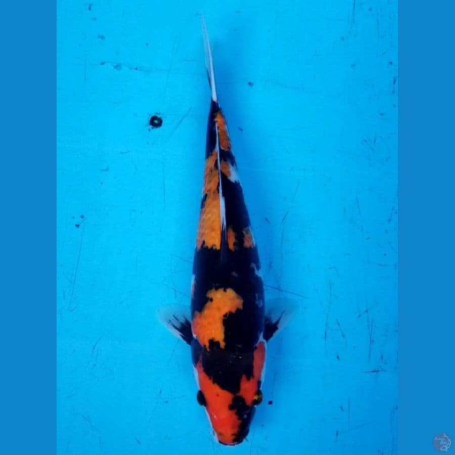 SHOWA 32 CM
