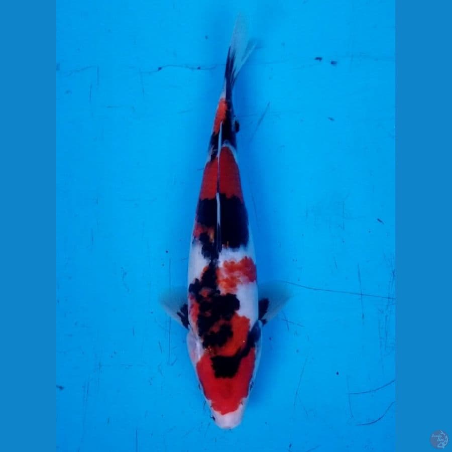 SHOWA 28 CM MALE