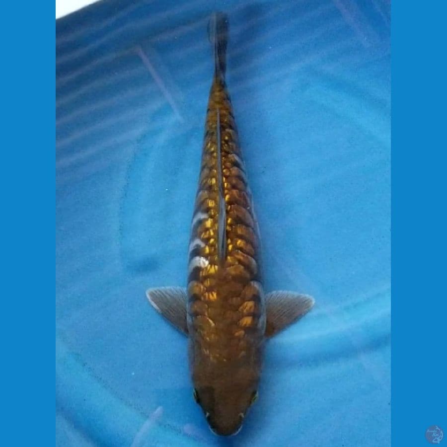 ARAGOKE GINRIN 38 CM