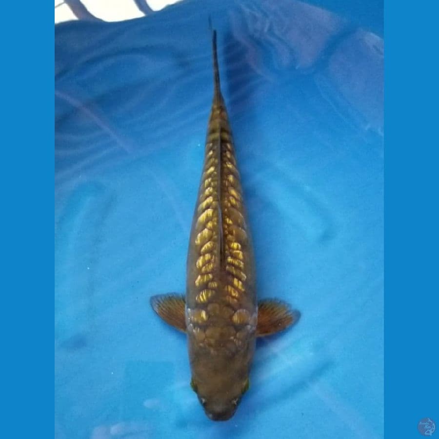 ARAGOKE GINRIN 38 CM