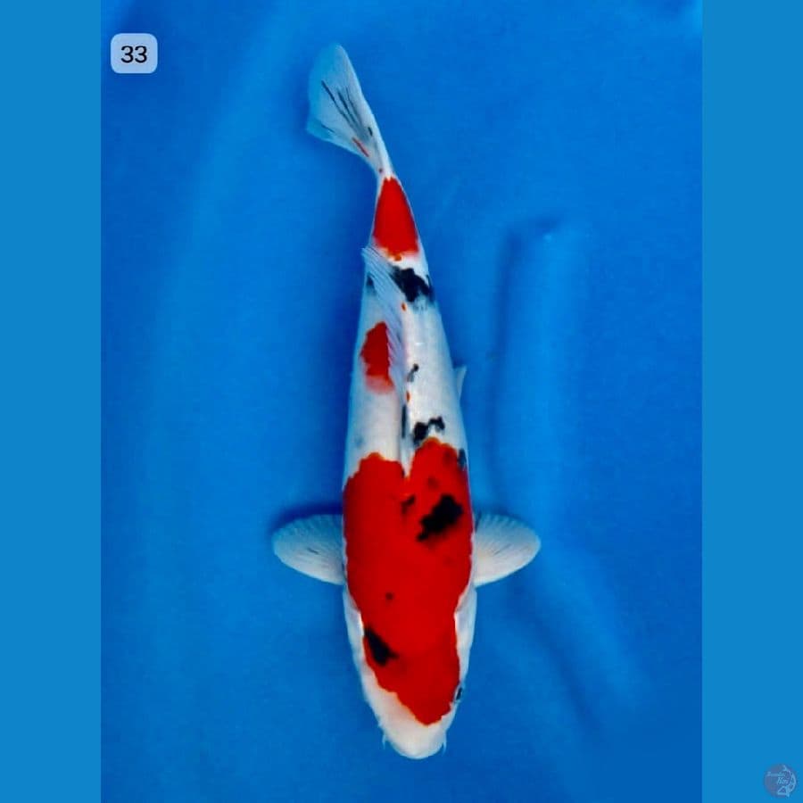 red sanke 33cm