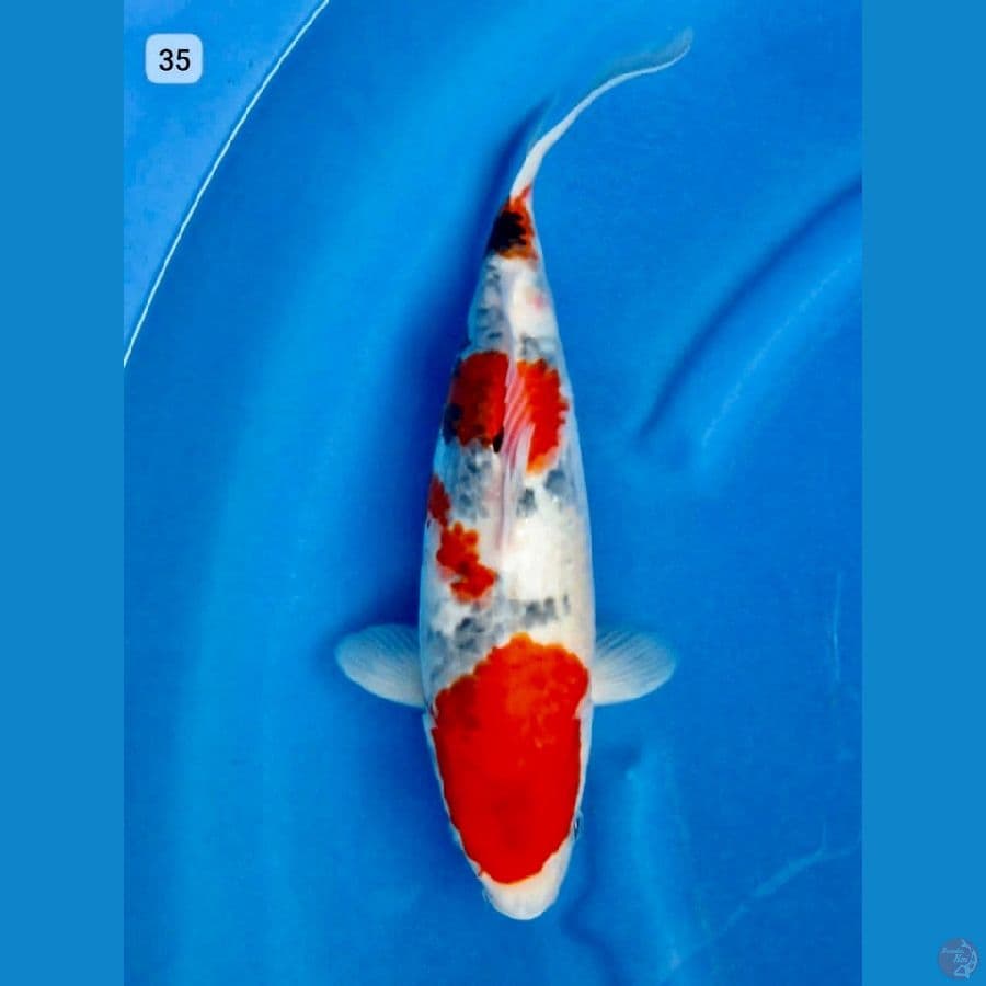 Showa tategoi 35cm