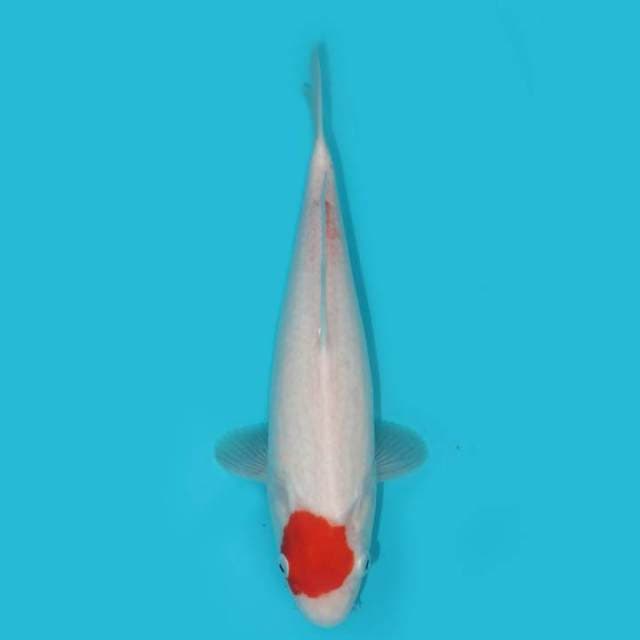 TANCHO 30 CM