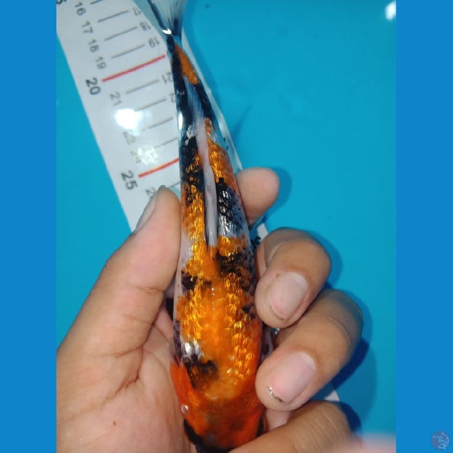 SQ shows ginrin 18cm