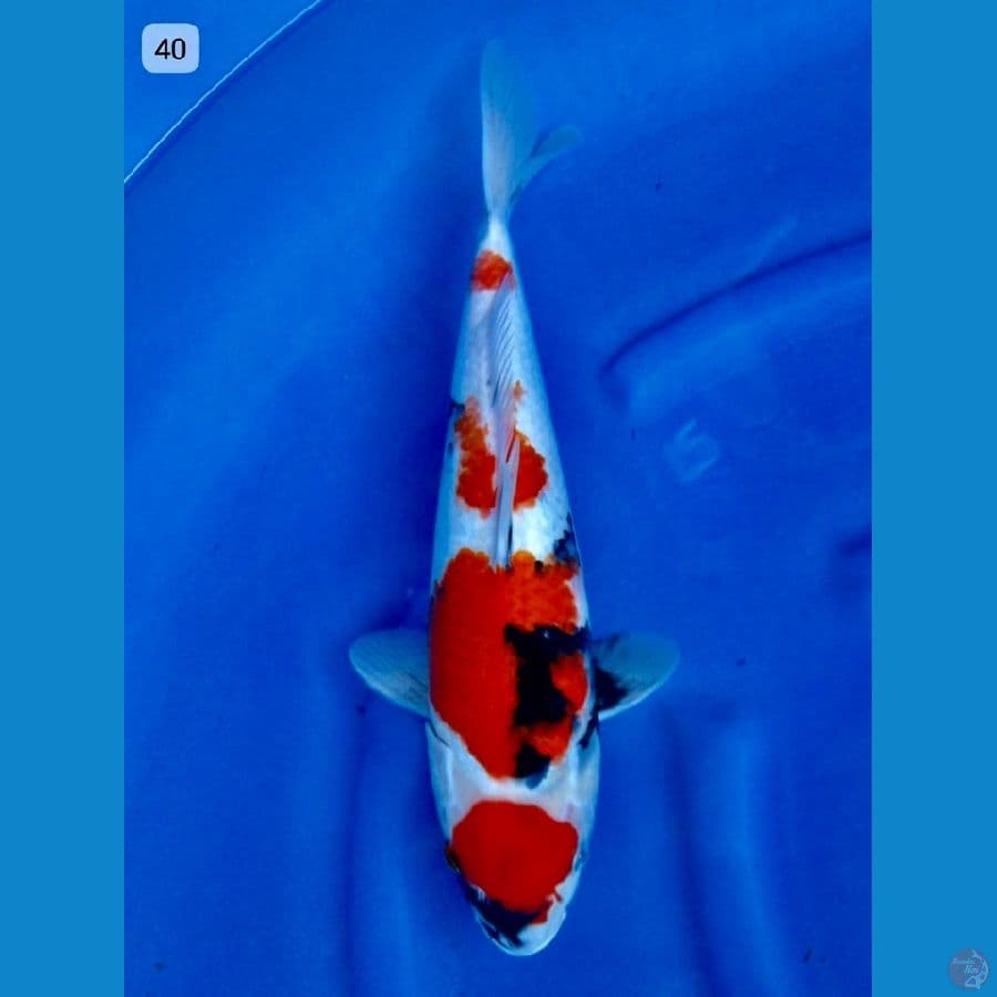 Showa maruten ori 40cm