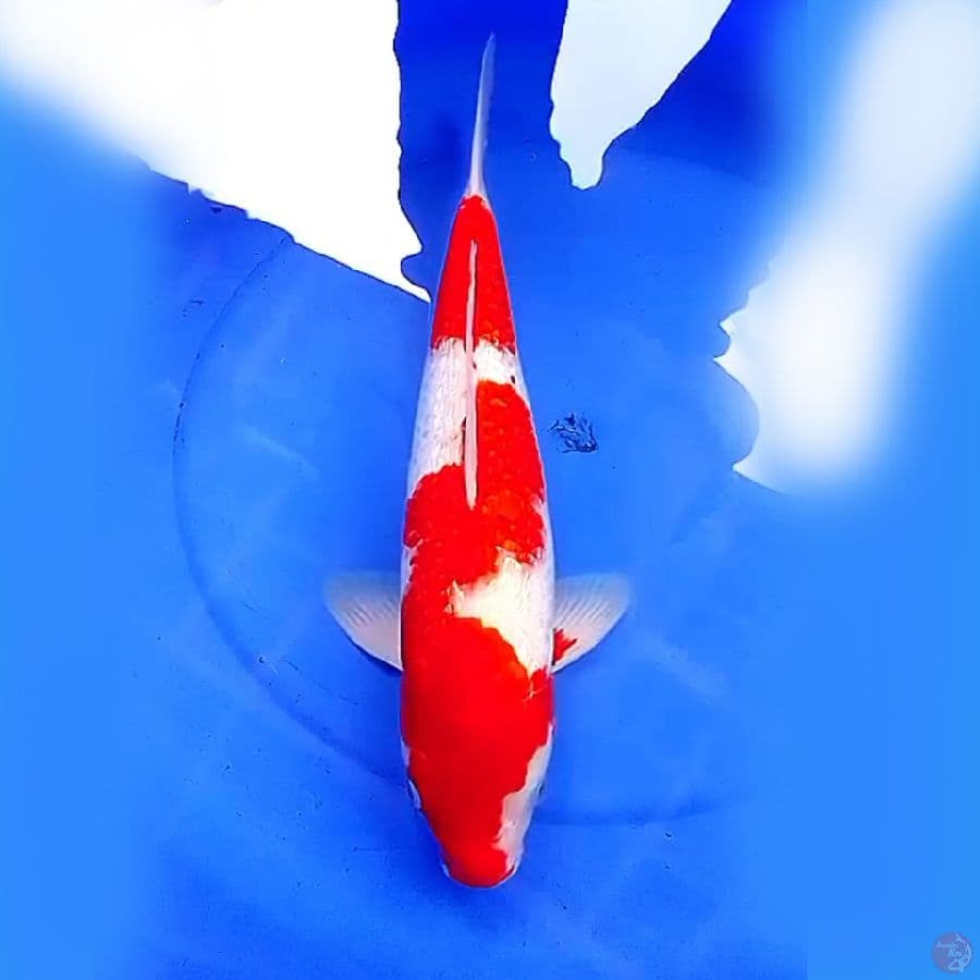 44cm KINGINRIN KOHAKU STRONG