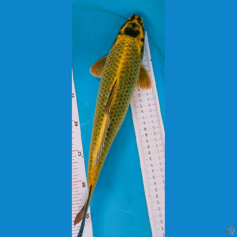 mukasi 36cm