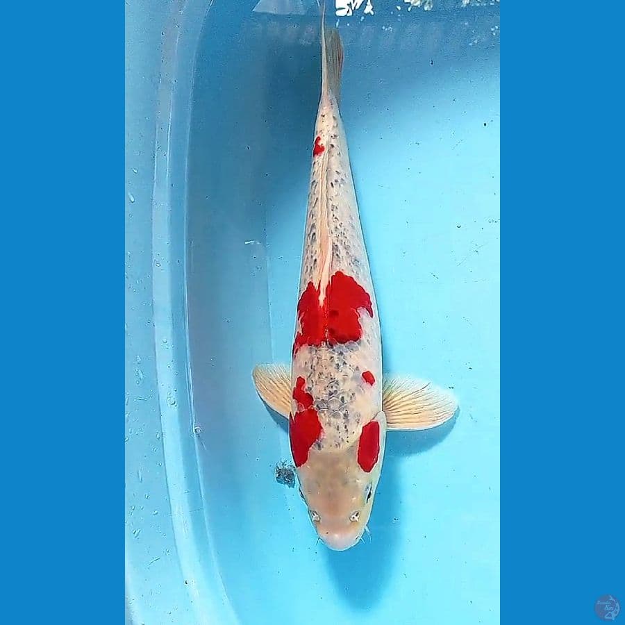 44 cm jumbo goshiki ml