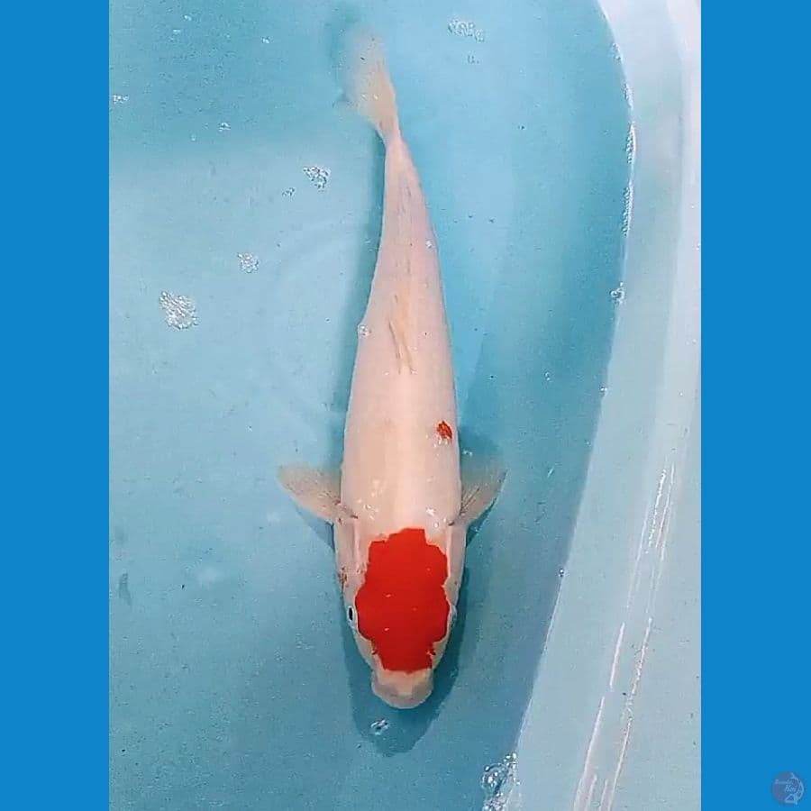 34 cm tanco kohaku