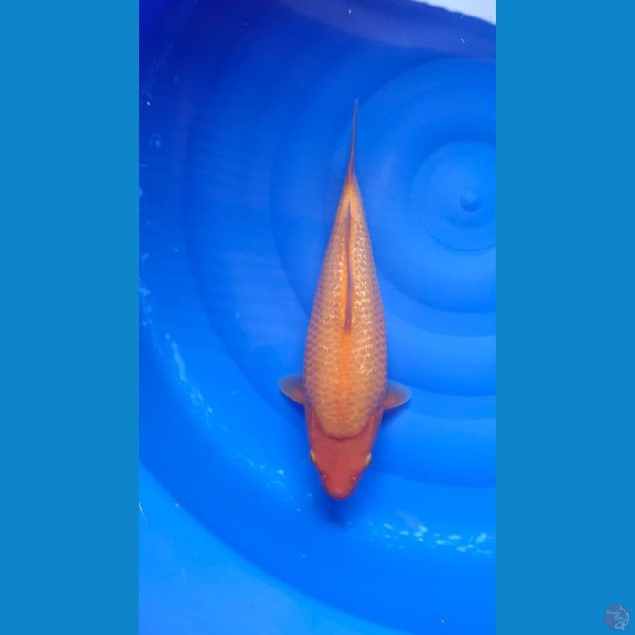 Red karasi fuull ginrin 34cm body joosss