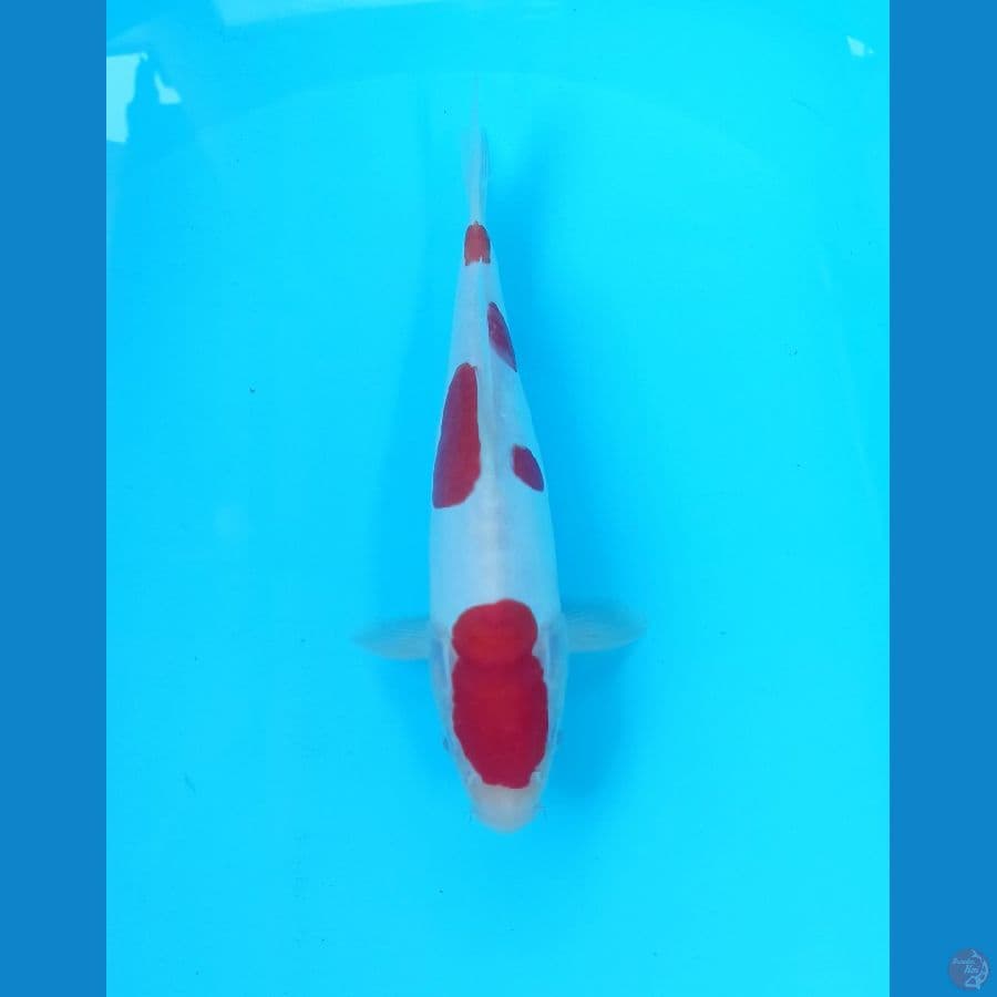 Kohaku doit 25cm