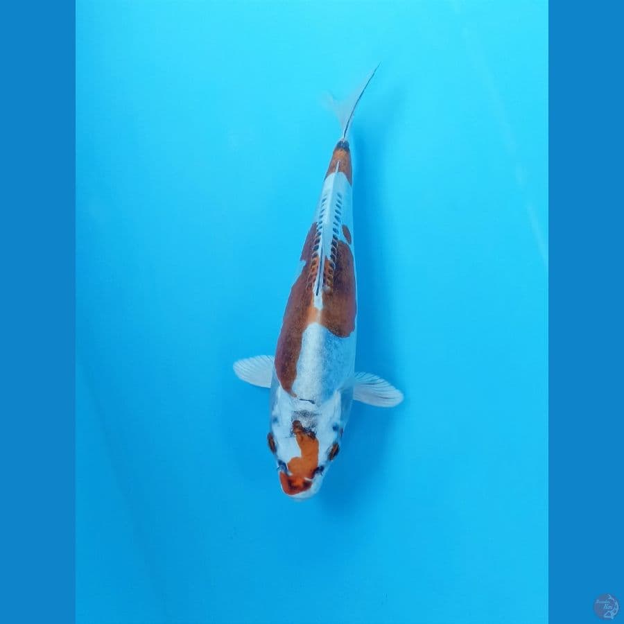 kiko 20cm