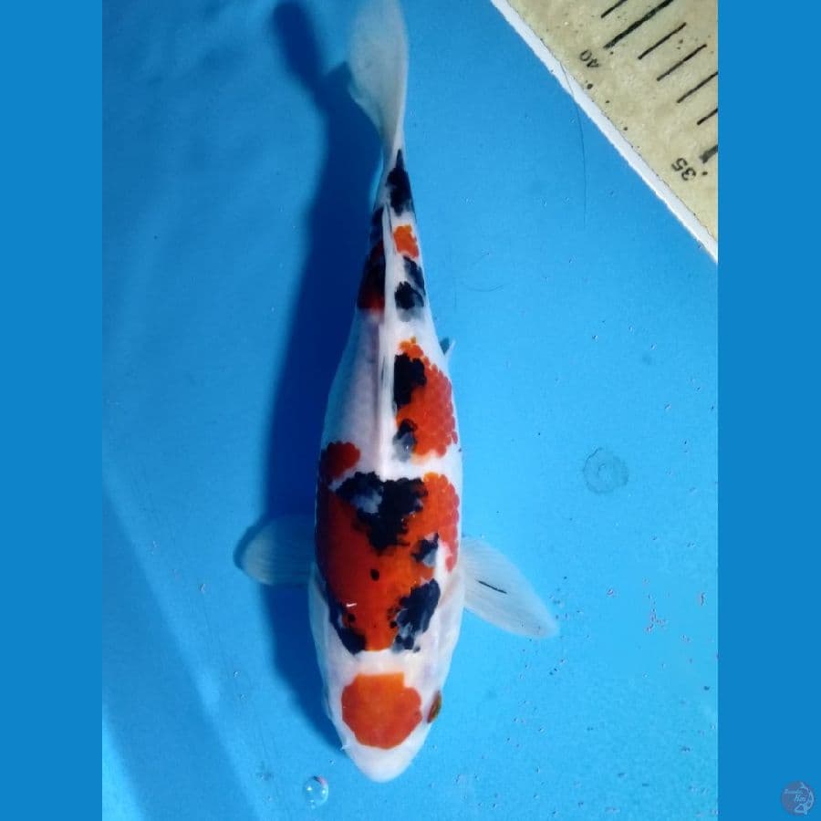 sangkey maruten bulki 22cm