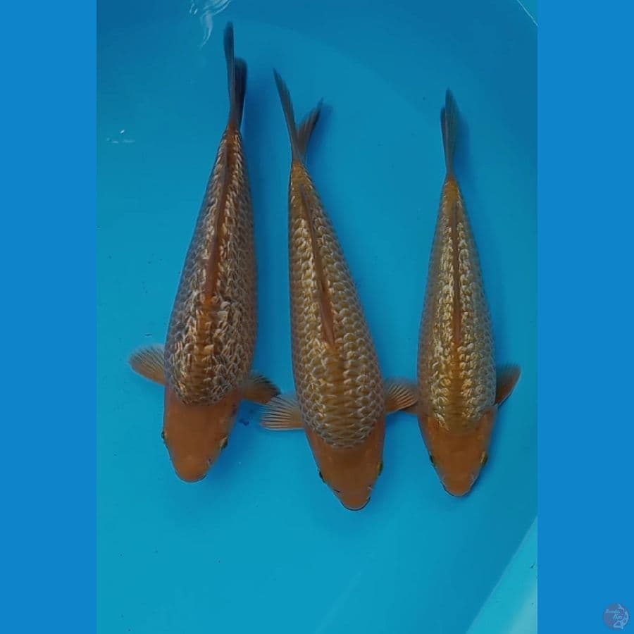 CARAMEL GINRIN 24-25CM ALL MALE MADINA AZIZ