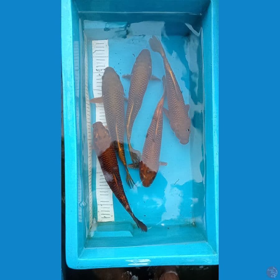 tembaga cagoi 27 32 cm 5 ekor