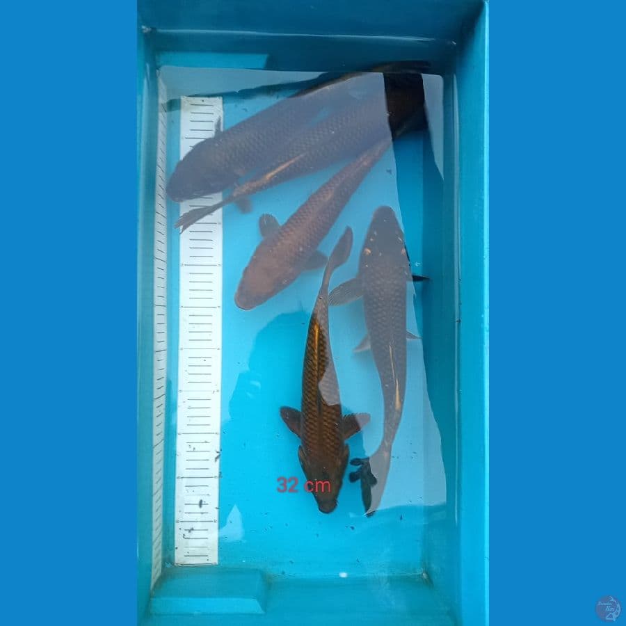 tembaga cagoi 32 cm