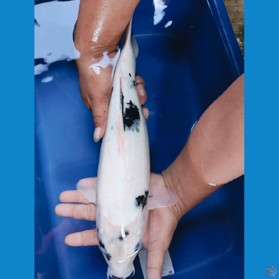 shiro 40cm