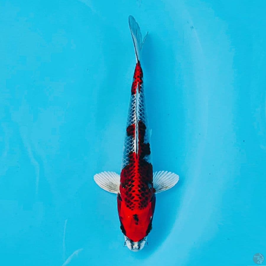 kujaku 24cm male