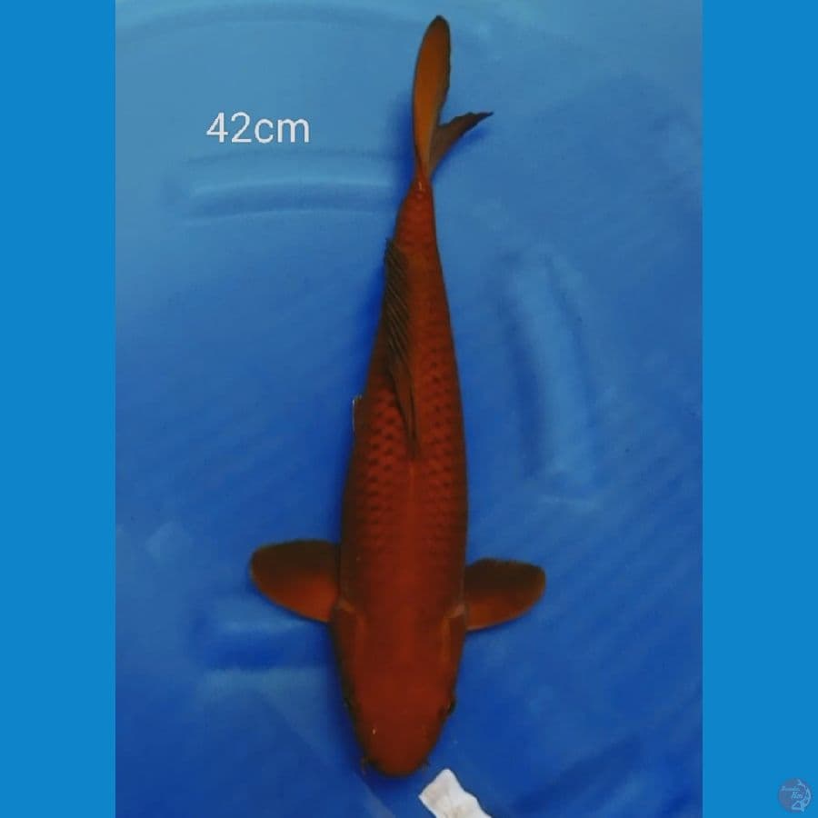 TEMBAGA 42CM