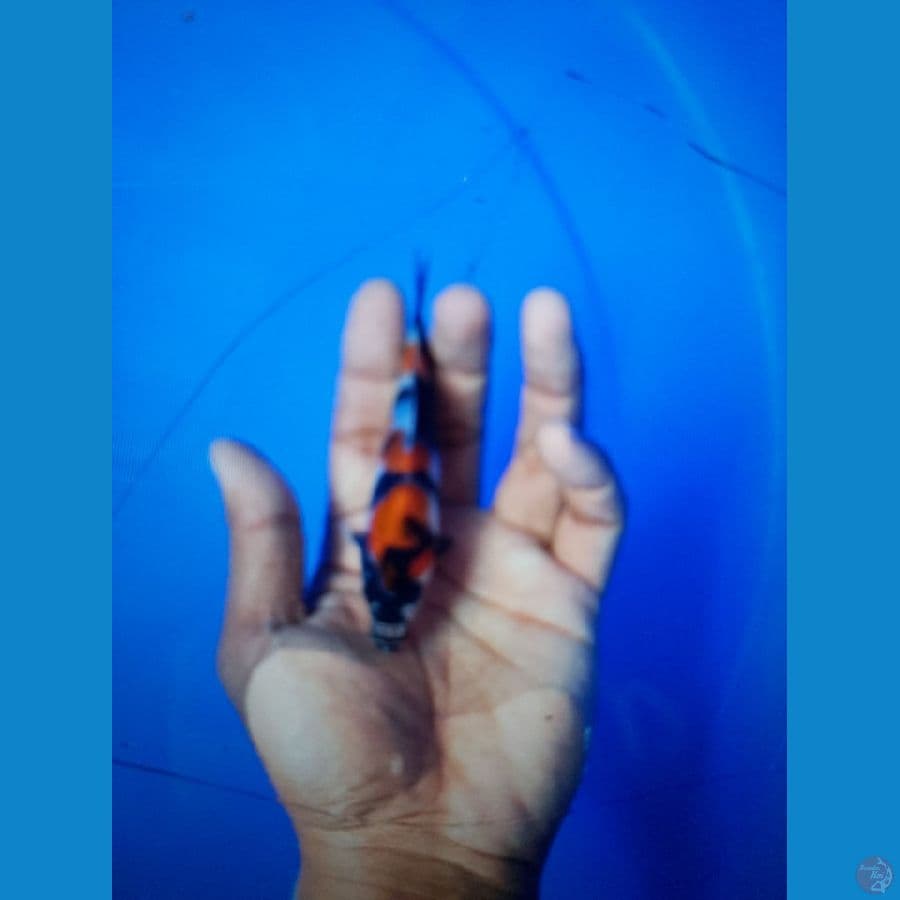 Showa 12 cm