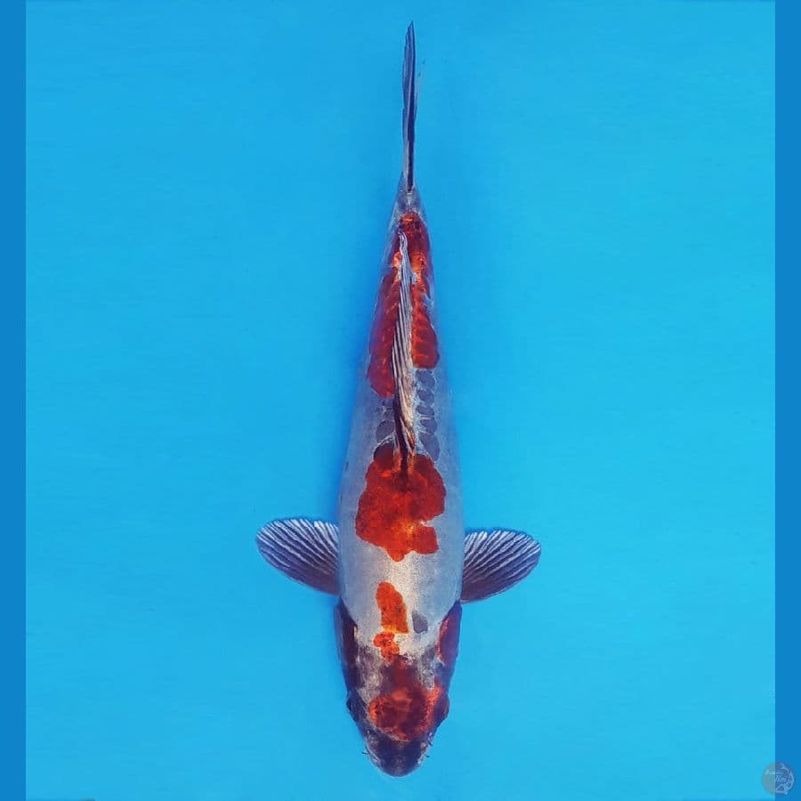 HARUNA 2 (31 CM/male) - Beni Kikokuryu ®