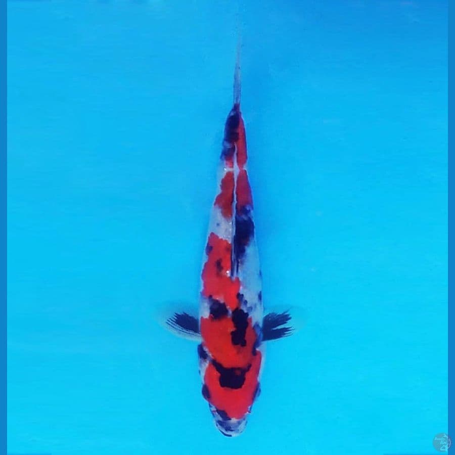 HARUNA 3 (17 CM/male) - Showa Evo ®