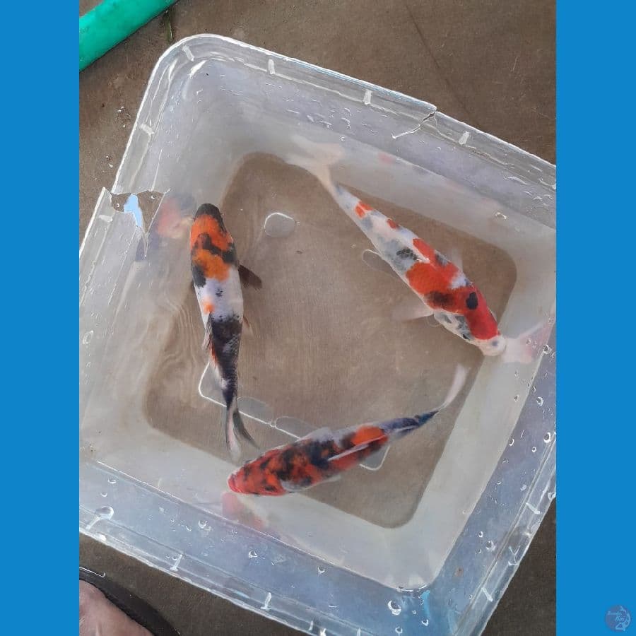 showa 13cm