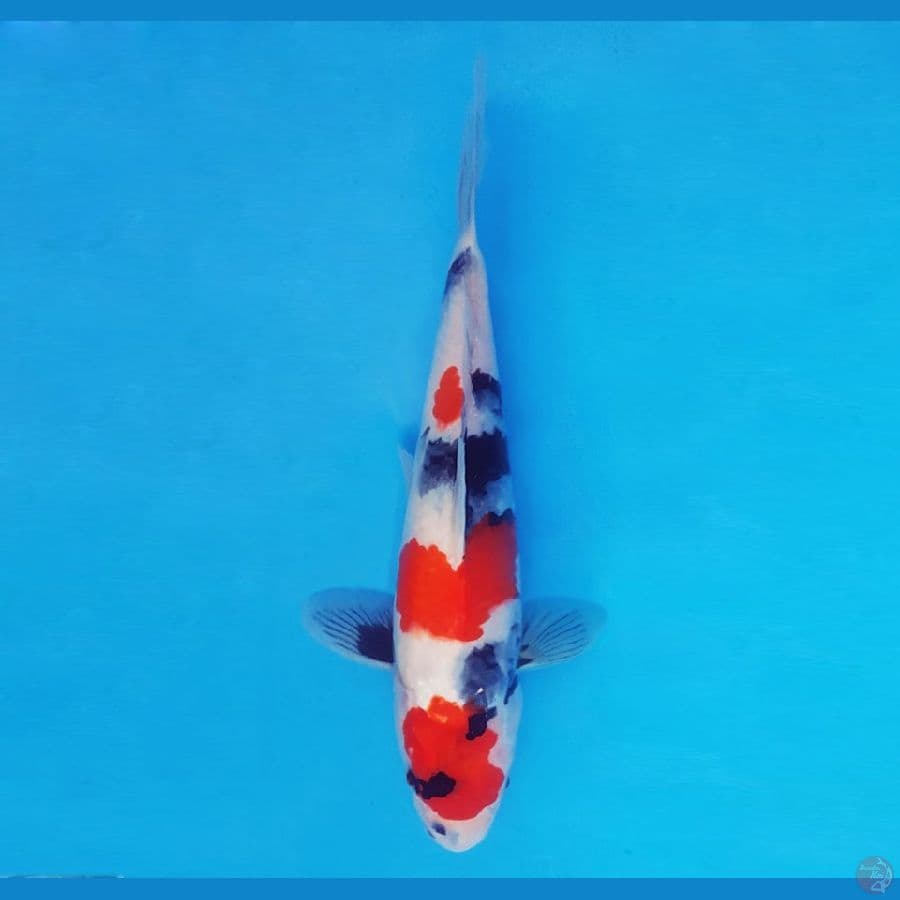 HARUNA 6 (29 CM/fm) - Showa Evo ®